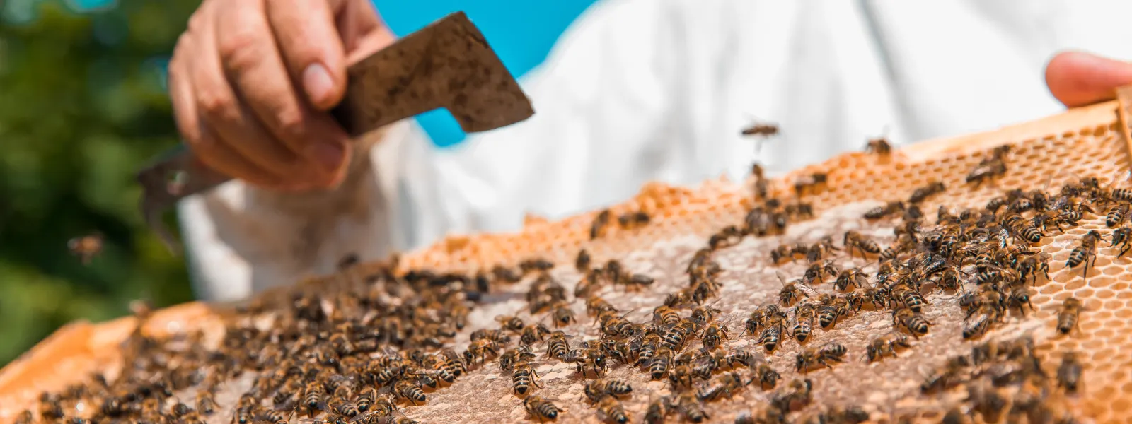 sıvı propolis nasıl kullanılır