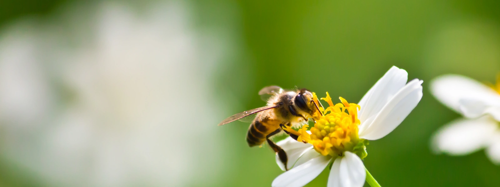 tane propolis nasıl tüketilir