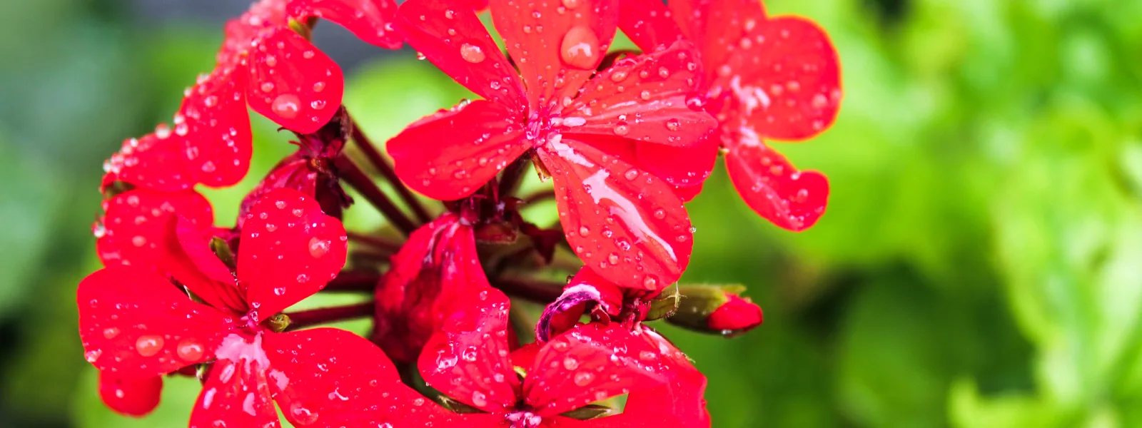 Afrika Sardunyası (Pelargonium Sidoides) Nedir?