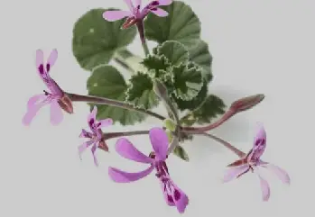 Afrika Sardunyası (Pelargonium Sidoides) Nedir? Faydaları Nelerdir?