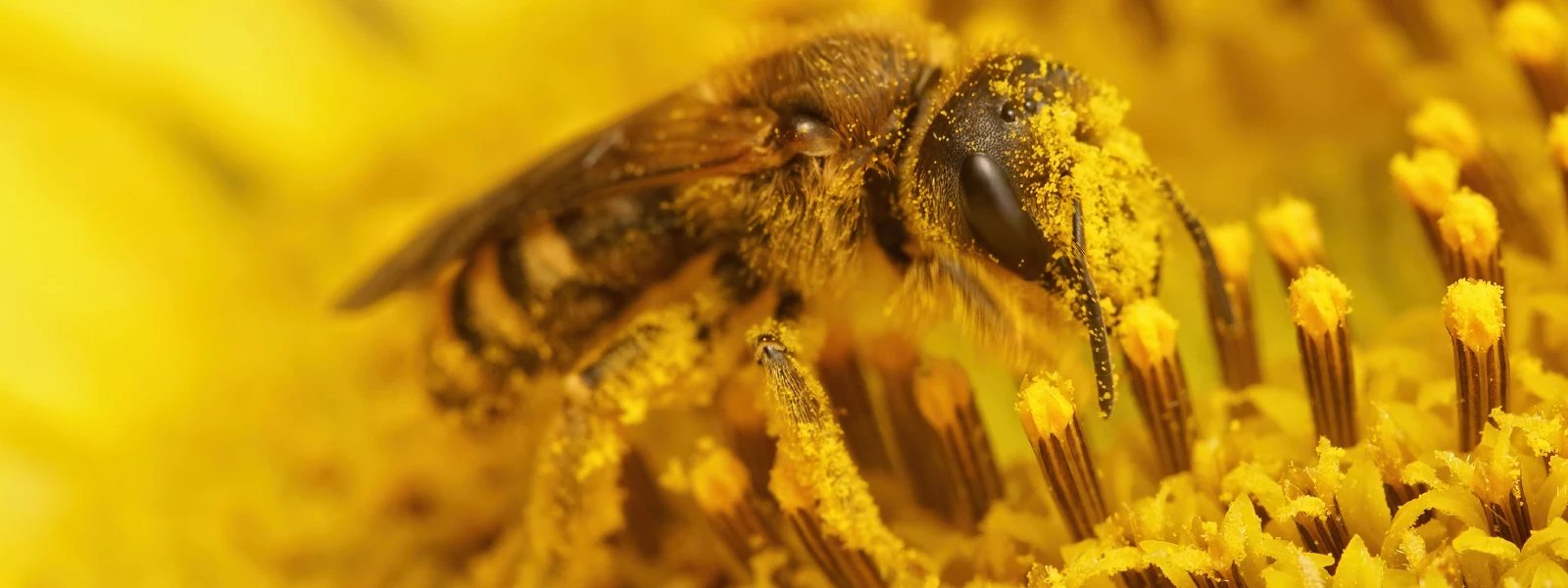 Propolis Takviye Edici Gıda Hakkında Merak Edilenler 