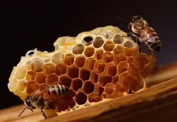 Propolis Takviye Edici Gıda Hakkında Merak Edilenler