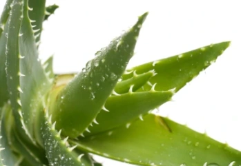 Aloe Veranın Cilde Faydaları Nelerdir?