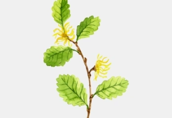 Cadı Fındığı Nedir? Hamamelis Faydaları