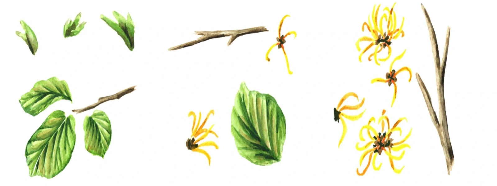 Cadı Fındığı Nedir? Cadı Fındığı (Hamamelis) Faydaları