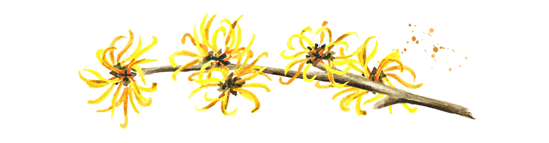 Hamamelis Nerede Yetişir?