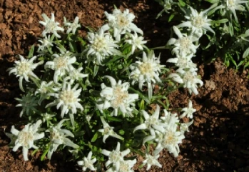 Alp Yıldızı Çiçeği Nedir? Edelweiss Çiçeğinin Faydaları