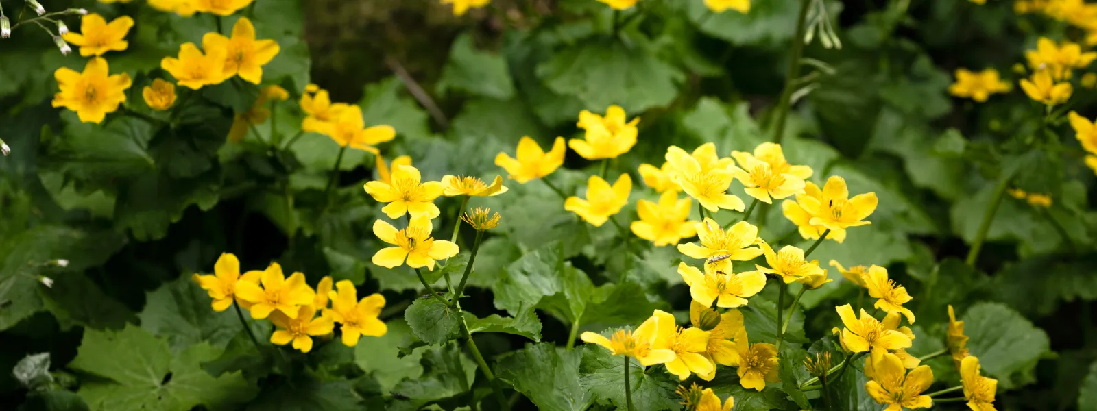 Kantaron Yağının Cilde Faydaları Nelerdir? Nasıl Kullanılır?