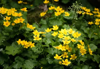 Kantaron Yağının Cilde Faydaları Nelerdir?