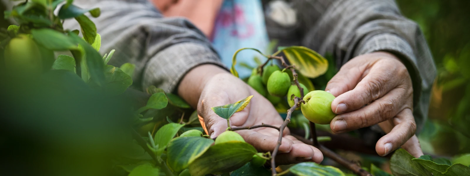 Jojoba Yağı Sivilcelere İyi Gelir mi?