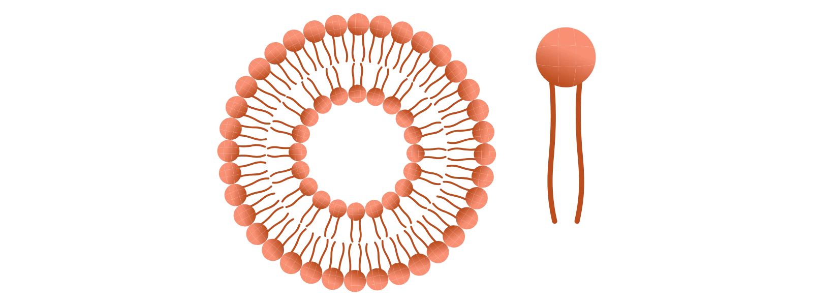 Lipozomal Teknoloji Nedir?