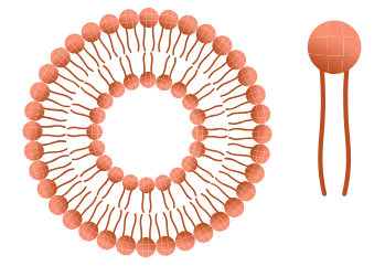 Lipozomal Teknoloji Nedir?