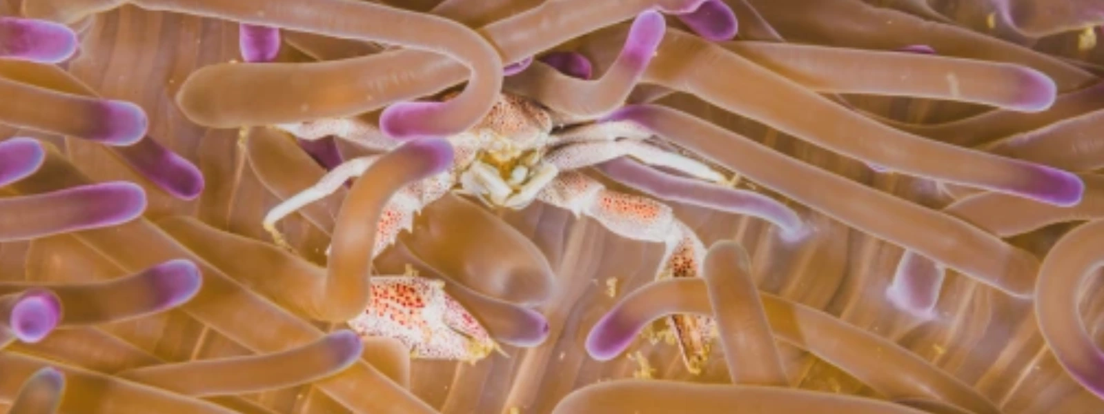 Lactobacillus Nedir? Lactobacillus Faydaları