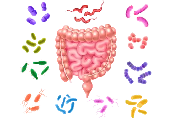 Bağırsaktaki Yararlı Bakteriler Nelerdir?