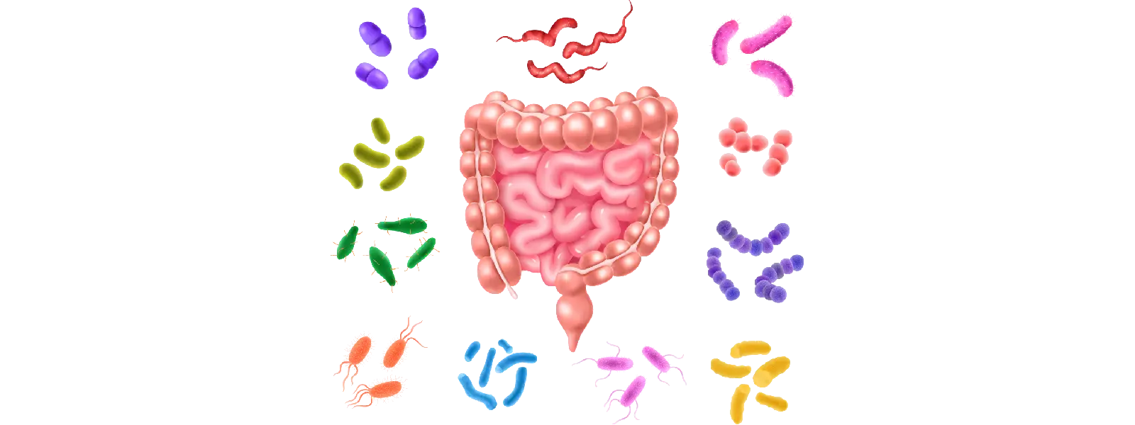 Bağırsaktaki Yararlı Bakteriler Nelerdir?