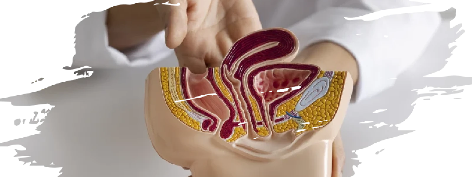 Mukoza Nedir? Mukoza Yolu Nerededir?
