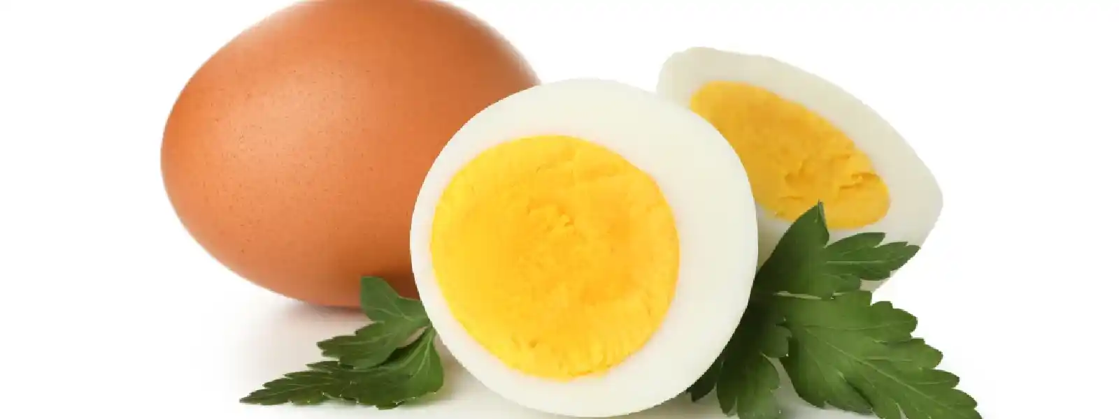 Ringa Balığı ve Sardalya