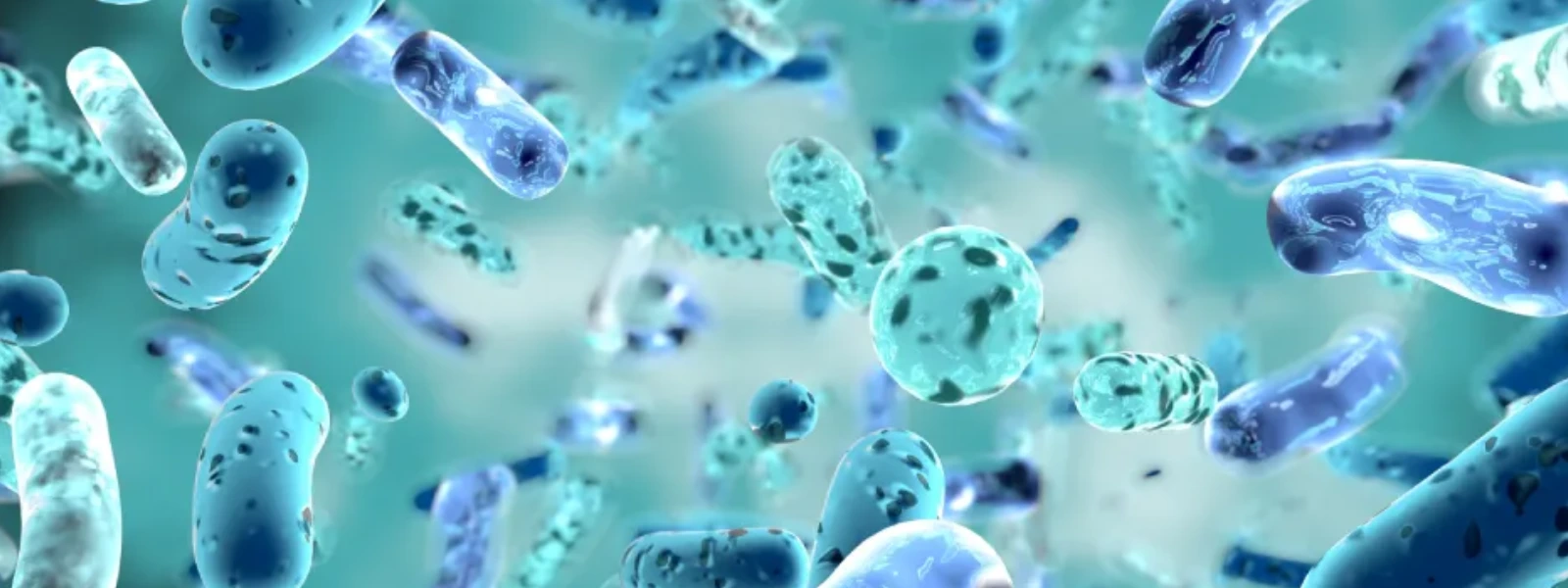 Lactobacillus Plantarum Nedir? Lactobacillus Plantarum Faydaları