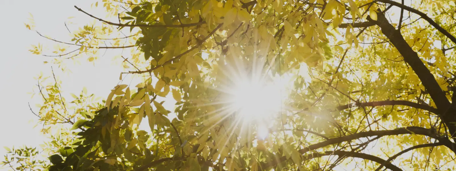 25 hidroksi vitamin d düşüklüğü neden olur